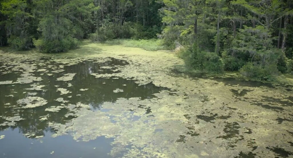 Algae
