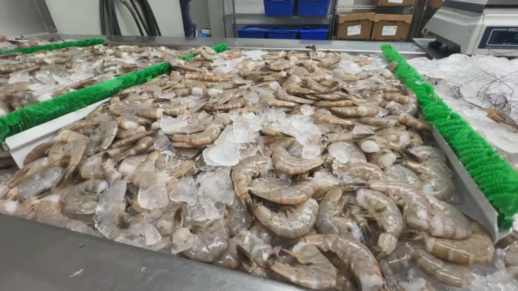 Shrimp