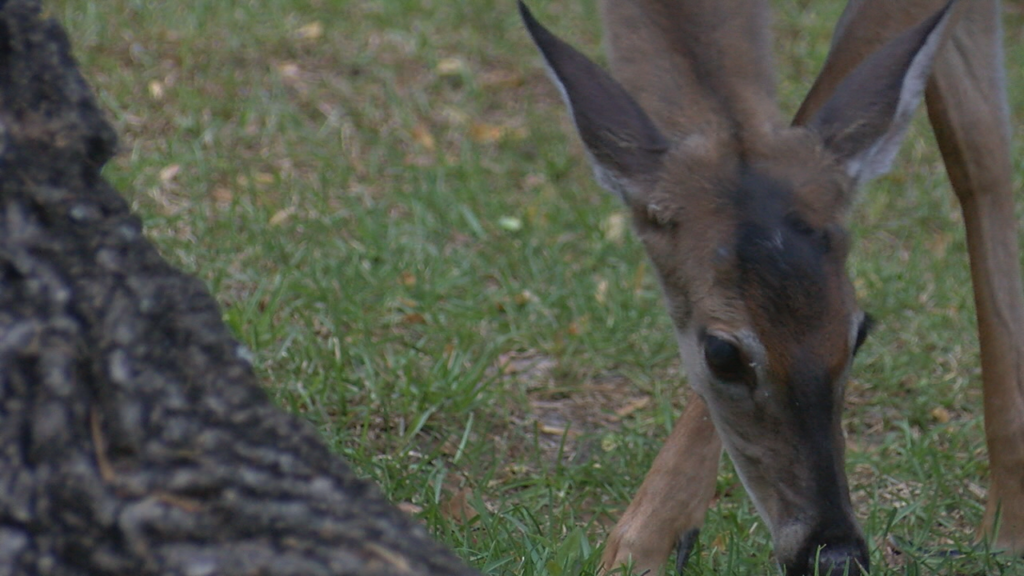 Fawn