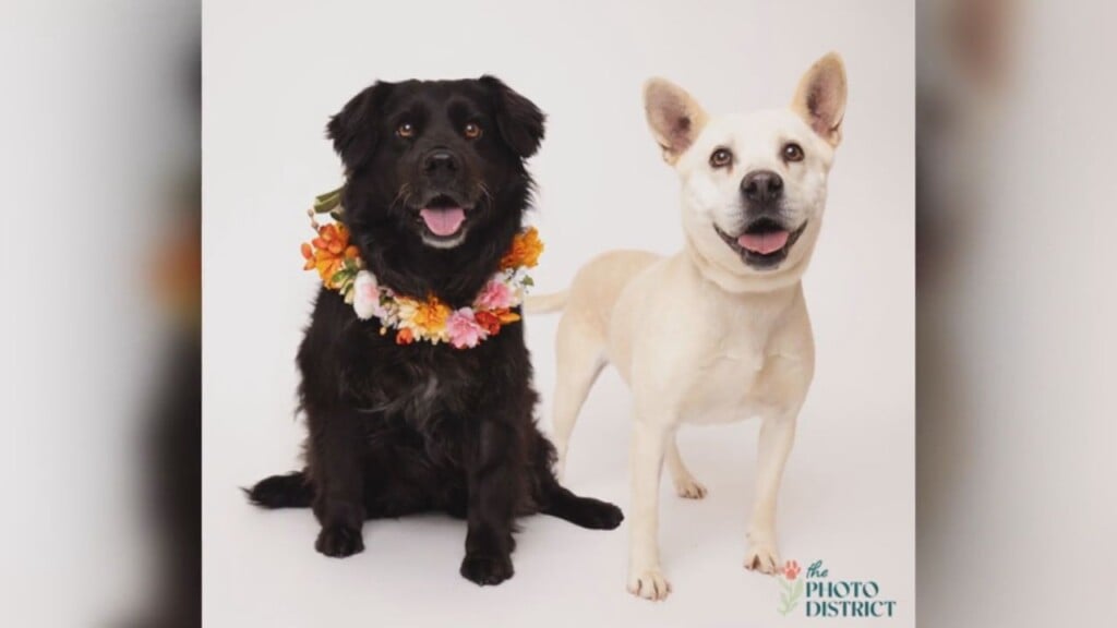 Petpals