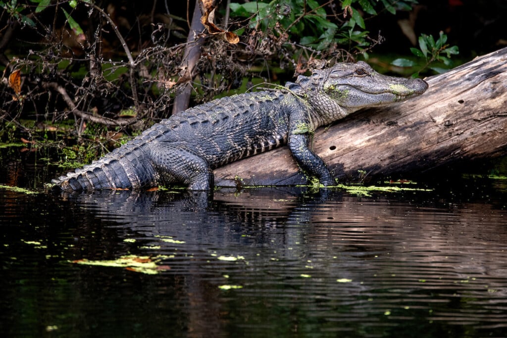 Alligator