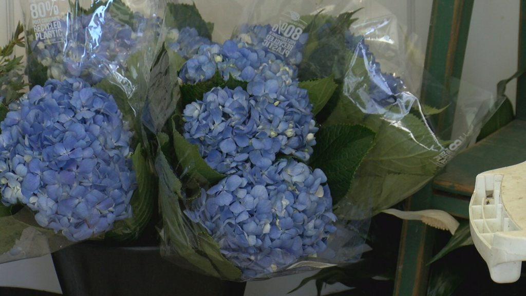 Flori Verdi Flowers