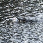 Alligator Soccer Ball 2