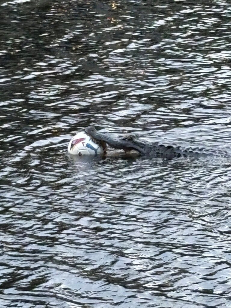 Alligator Soccer Ball 2