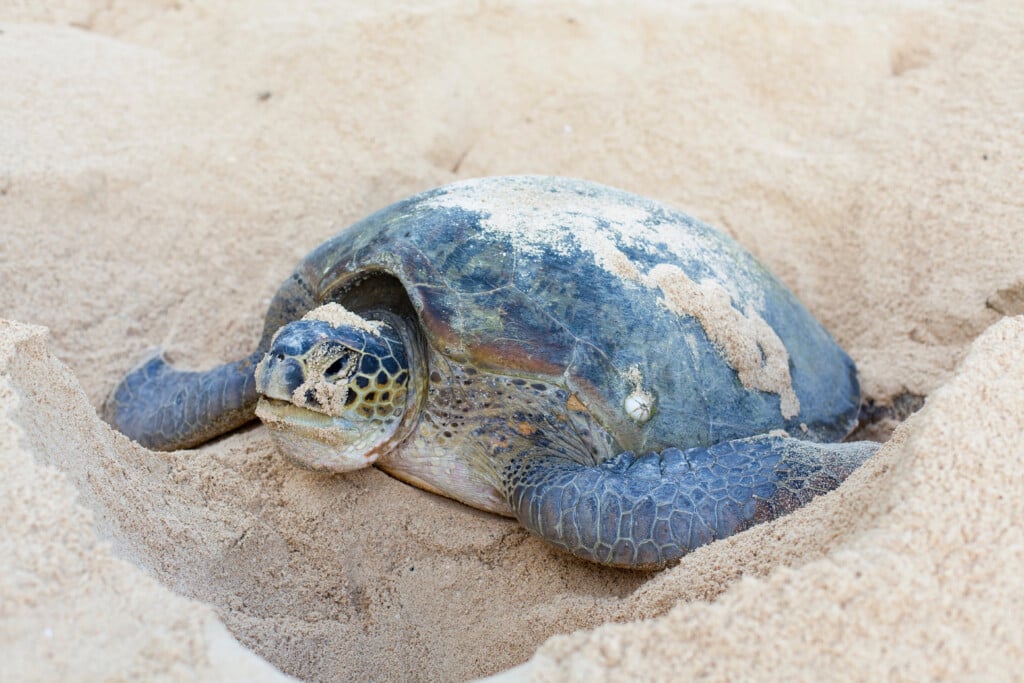 Nesting Sea Turtle Press Release 1