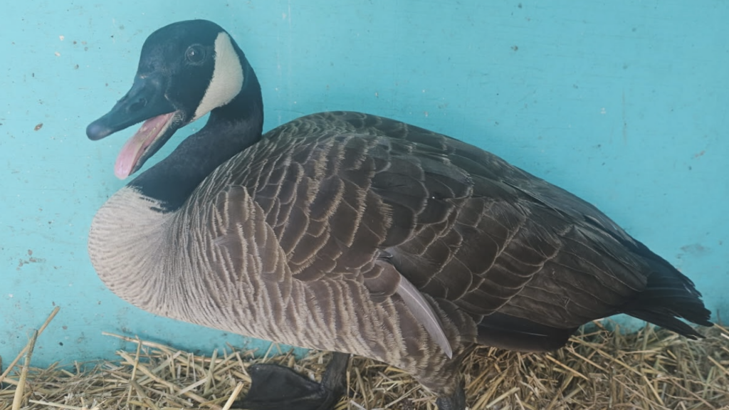 (Courtesy: Skywatch Bird Rescue)