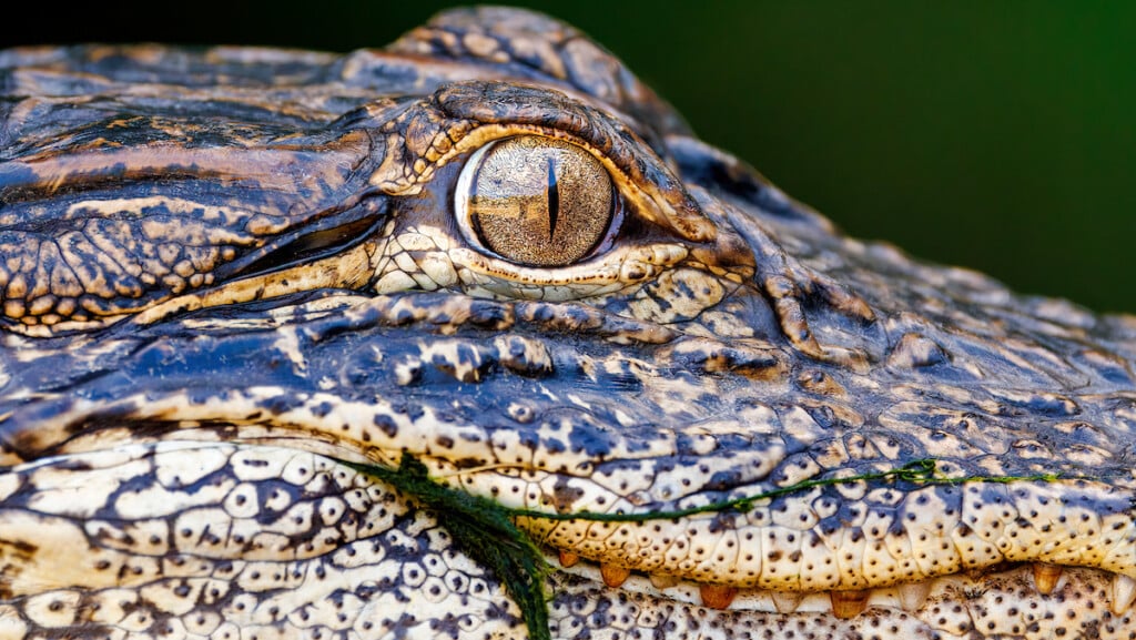 Alligator Activity