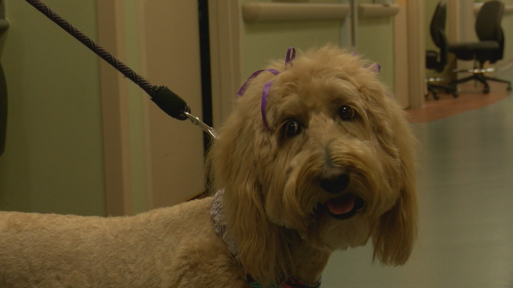 Ginger The Therapy Dog