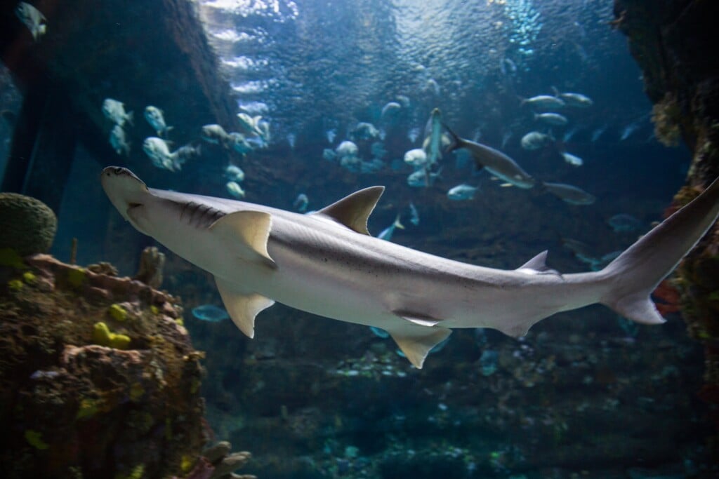 Bonnethead