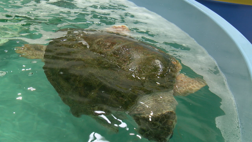 Loggerhead Sea Turtle