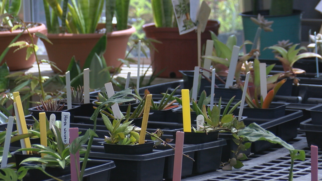 Ability Garden Plant Sale