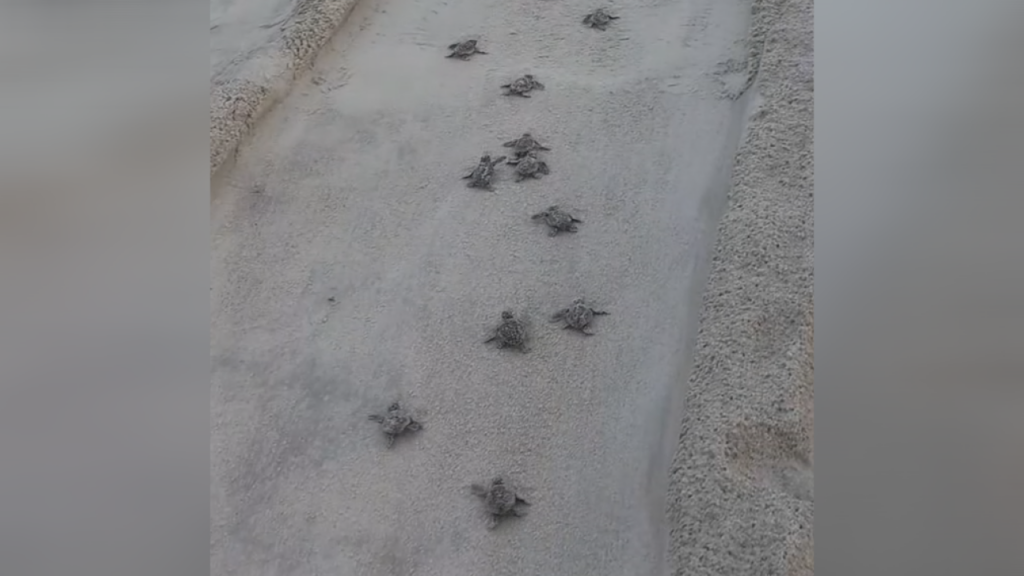 Oak Island Sea Turtles