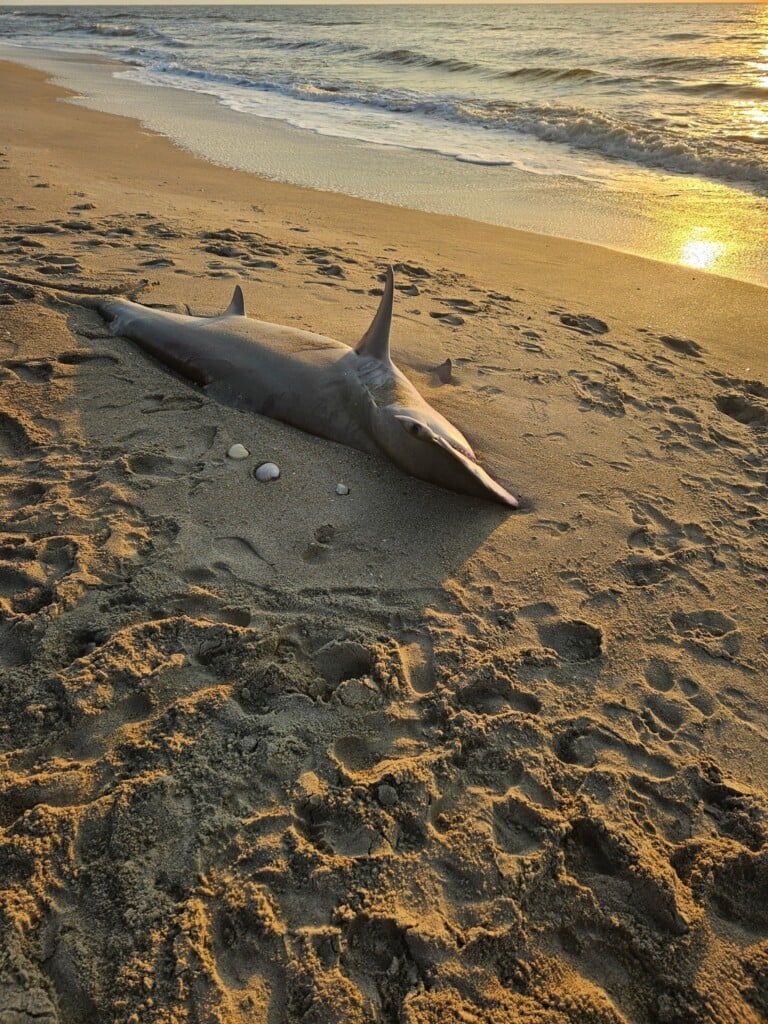 Shark