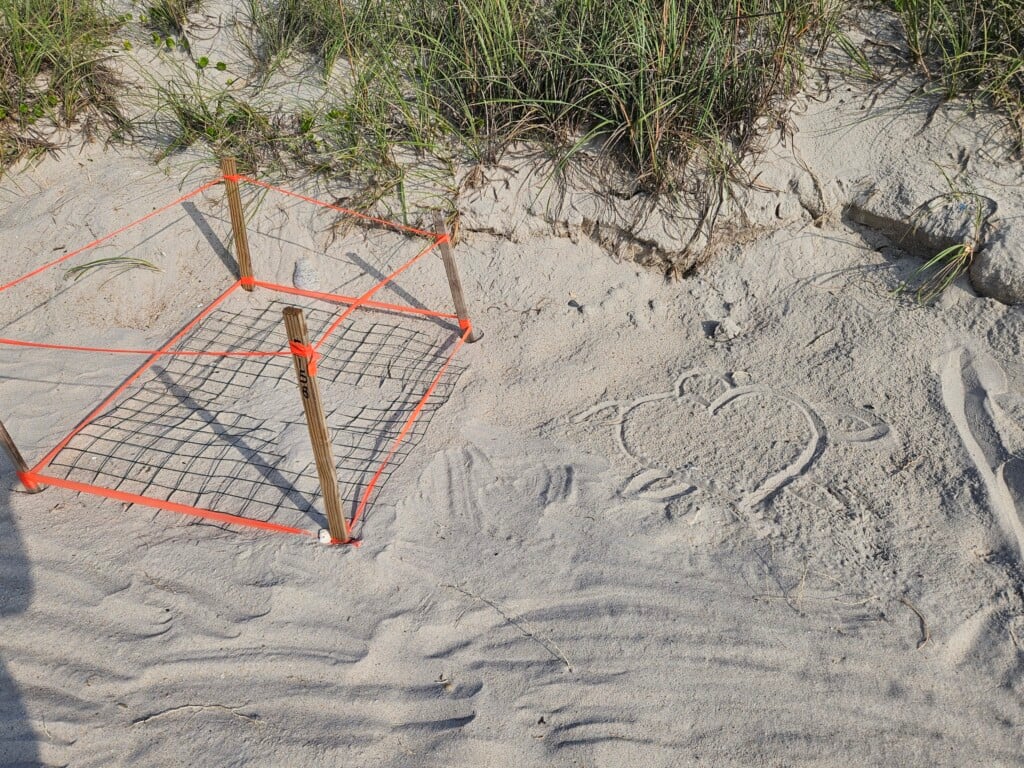 Topsail Tutle