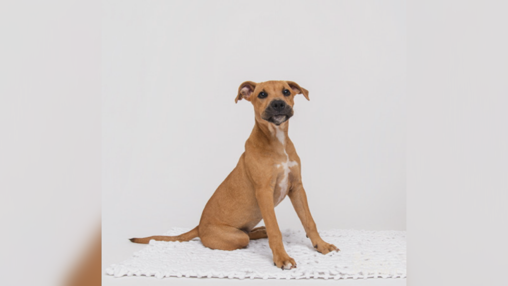 Pet Pals 9 30