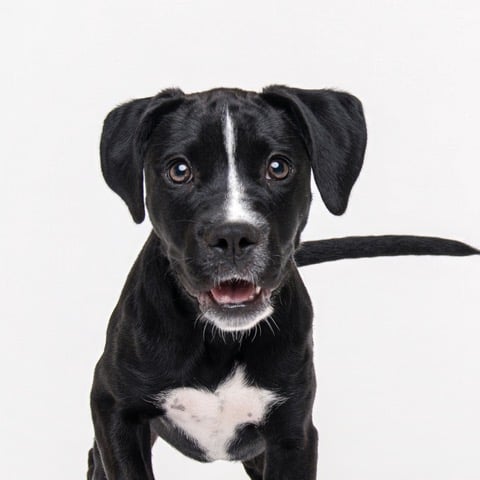 Pet Pals: Lark