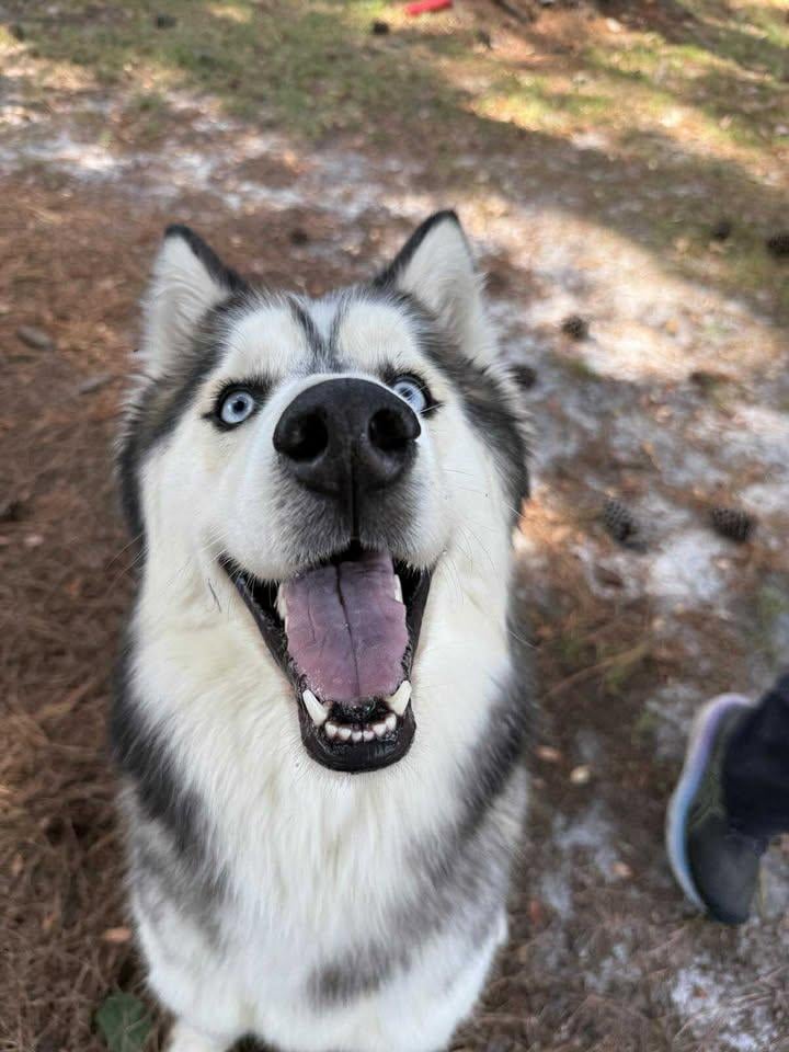 pet pals: Ash