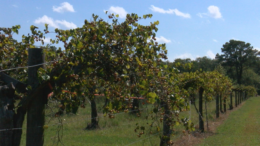 Bannerman Vineyard