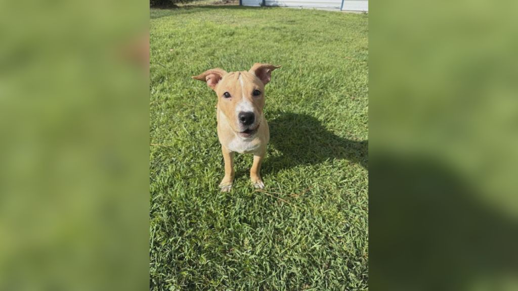 PET PALS 10-7