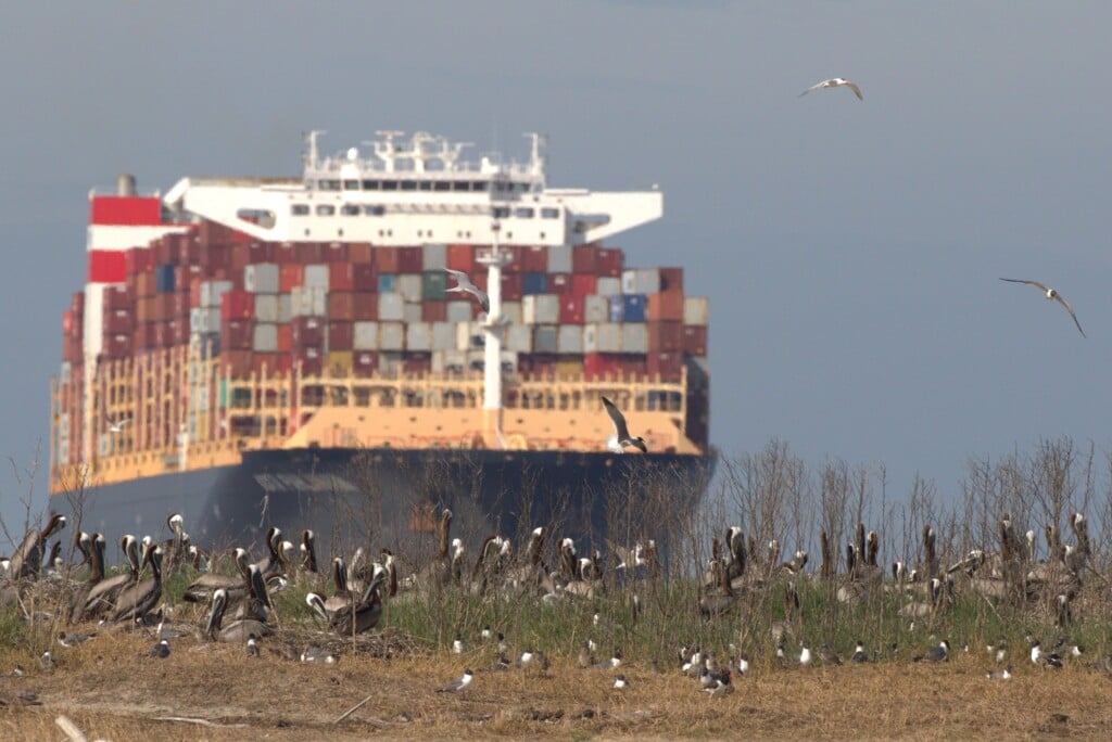 Container Ship Passing A Bird Nesting Island On The Cfr By Lindsay Addison