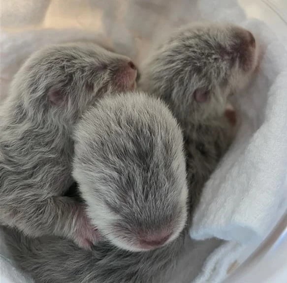 2025 Cuddle Puddle Asco 2025121007380928