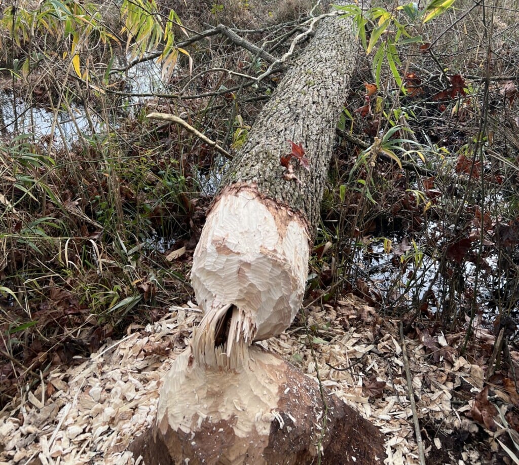 Thumbnail Image 2025 12 04t081451124