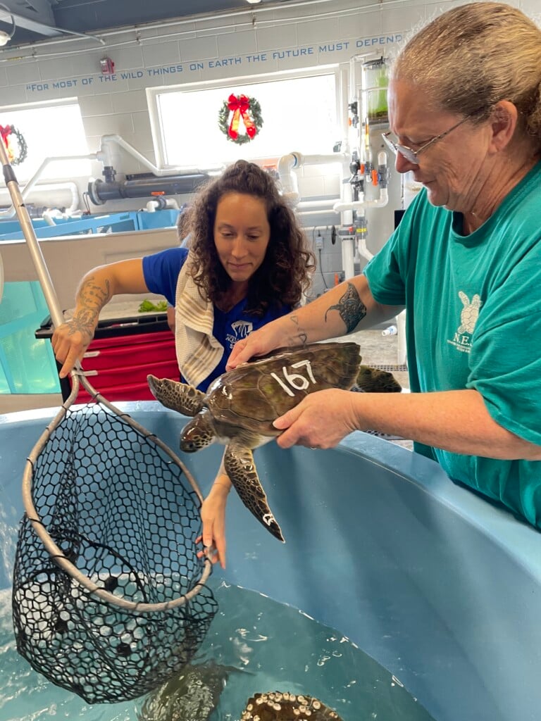 Ncari Cold Stun Staff Pr Dec 2025