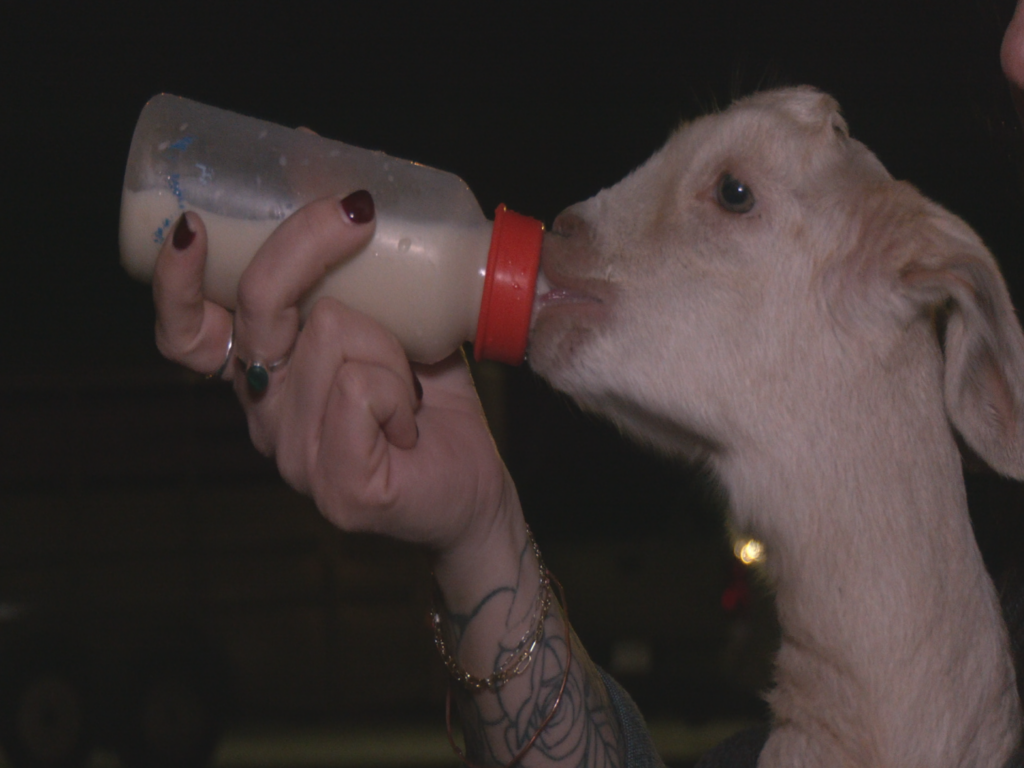 Baby goat being bottle fed