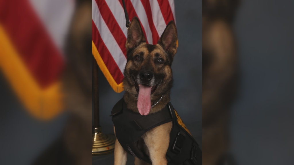 K9 Oti