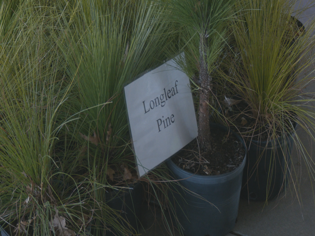 Tree Giveaway with Alliance for Cape Fear Trees