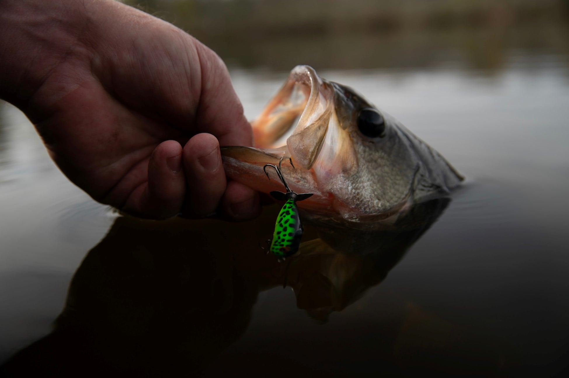 Black bass tops North Carolina fishing industry with billions in impact