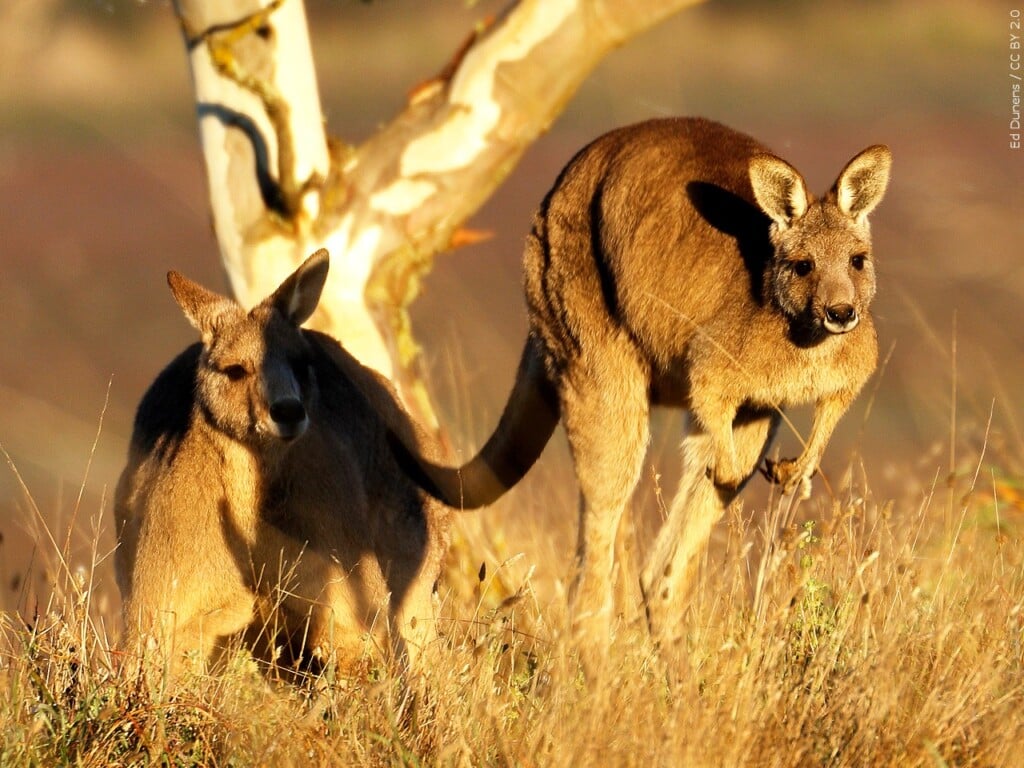 Mgn 1280x960 20913p00 Pxaqd