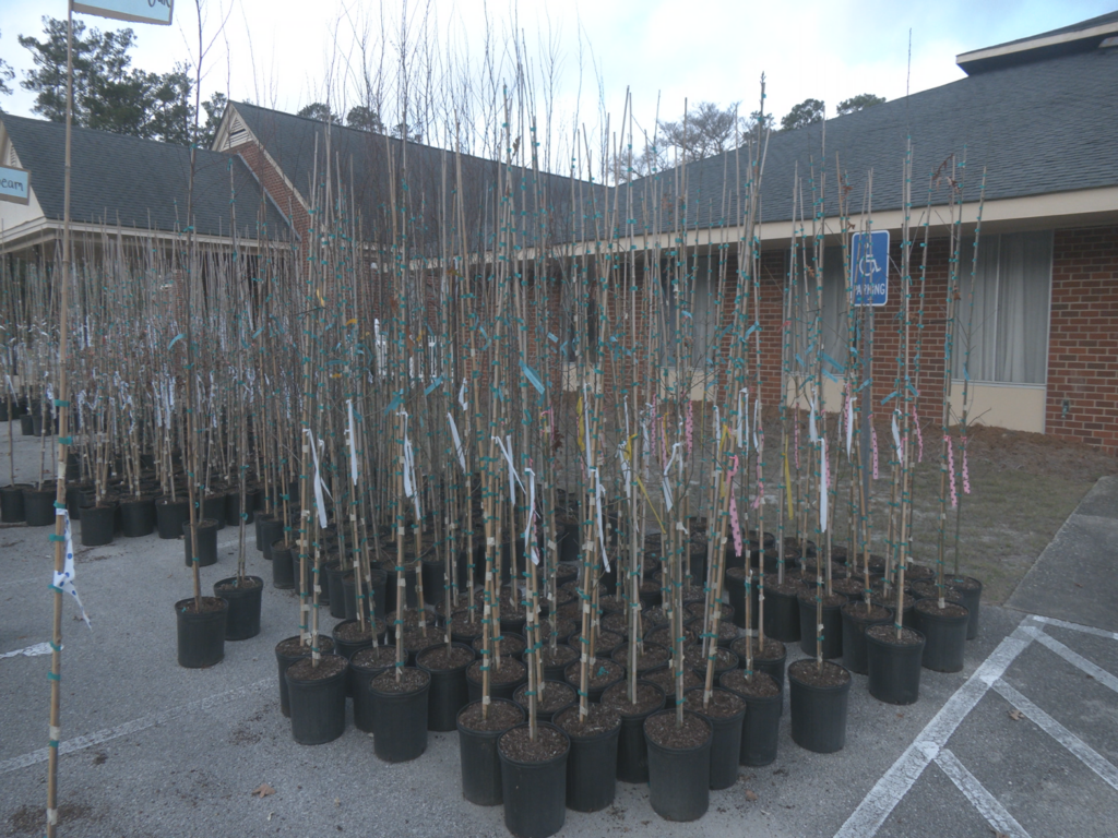 Tree giveaway at Riegelwood Baptist Church