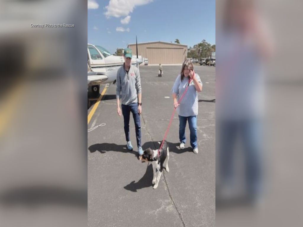 Dogs being flown out to be rescued