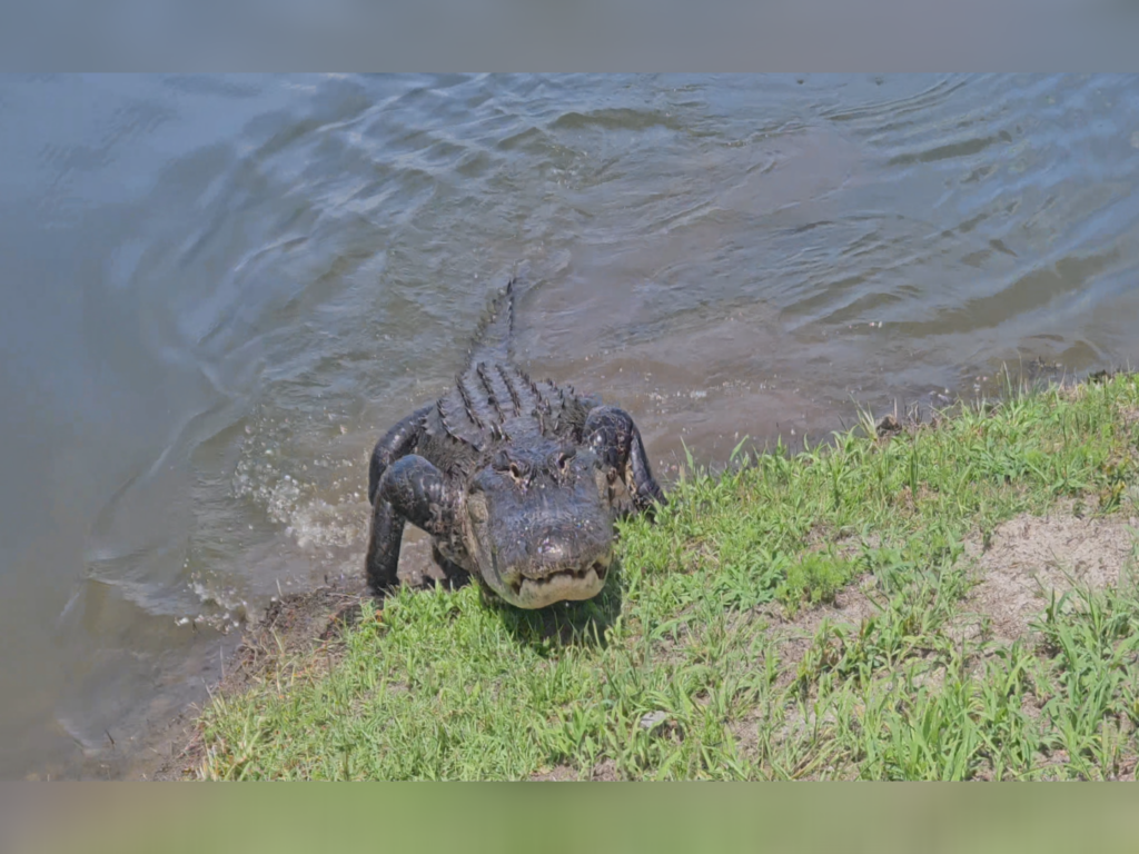 Alligator found in Brunswick County