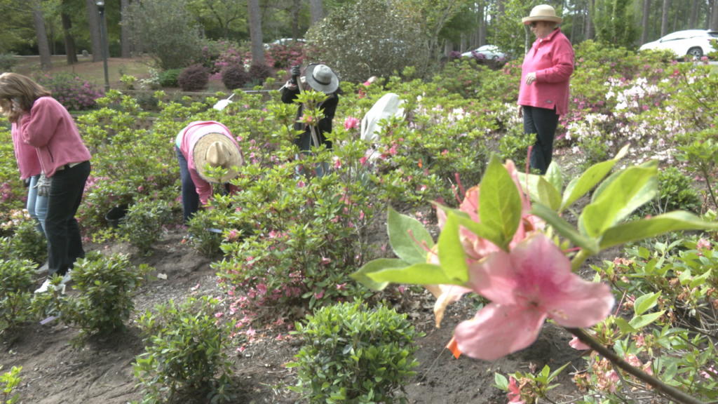 Plant An Azalea