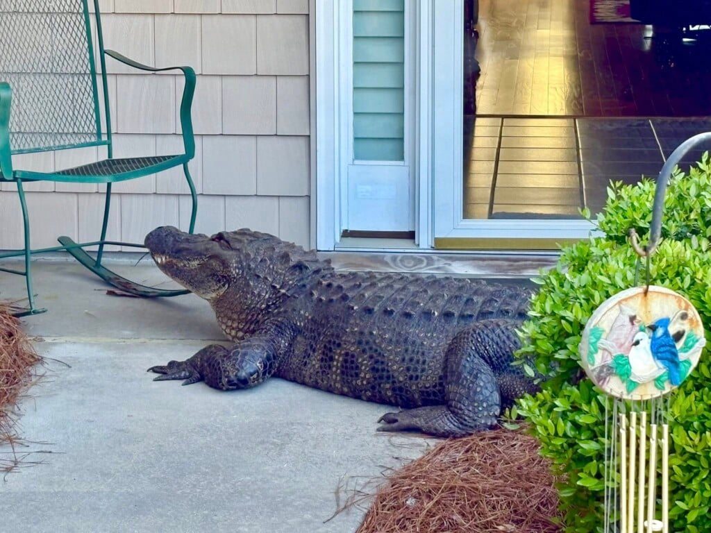 Gator