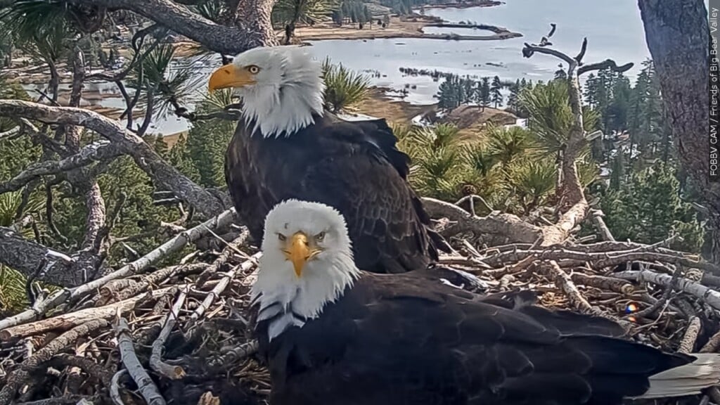 Mgn 1280x720 50305p00 Eudiv