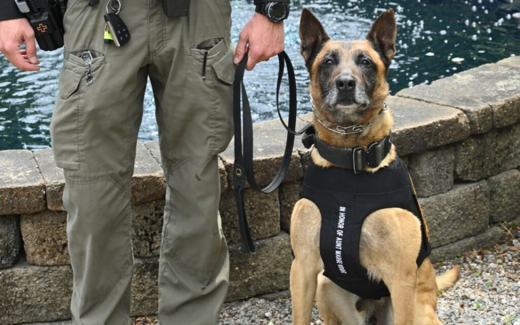 683550873 1377978064359857 8378789062230960681 N