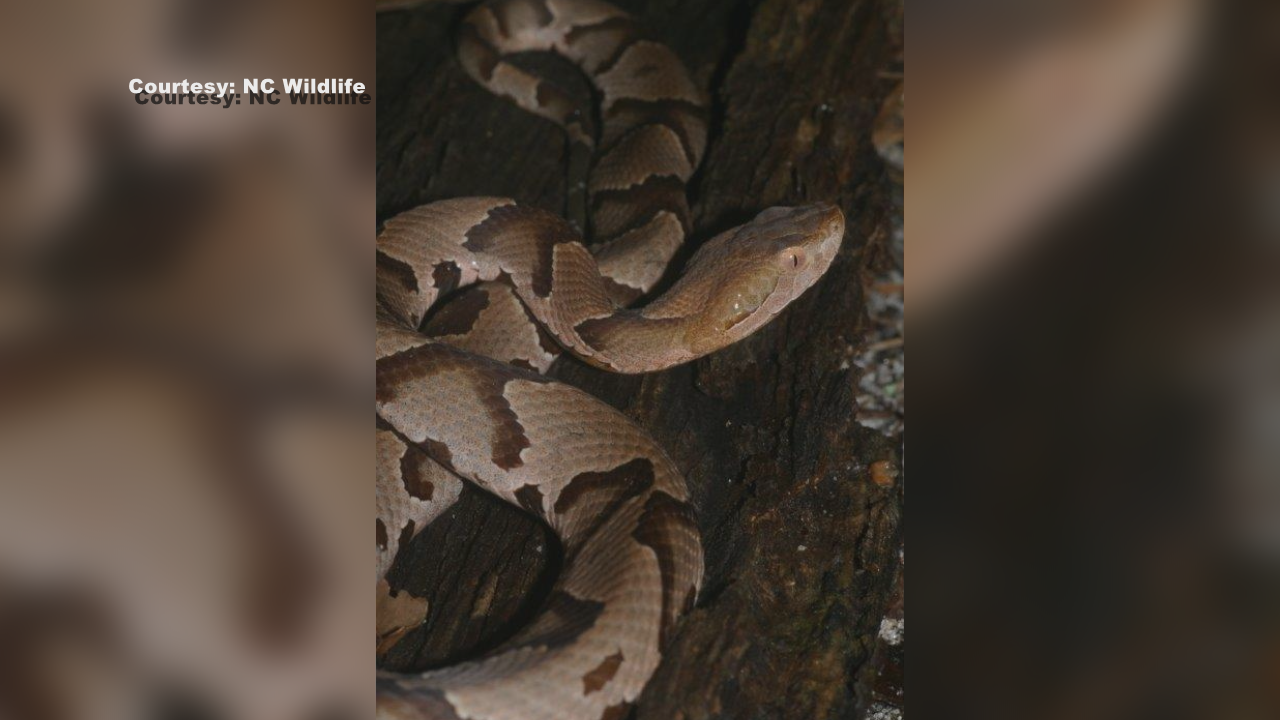 Snake activity increases in North Carolina - WWAYTV3