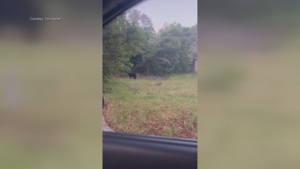 Bear Sighting