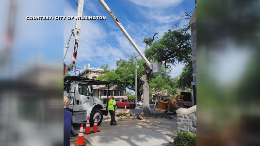 Tree Removal
