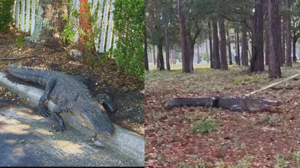 Two Gators