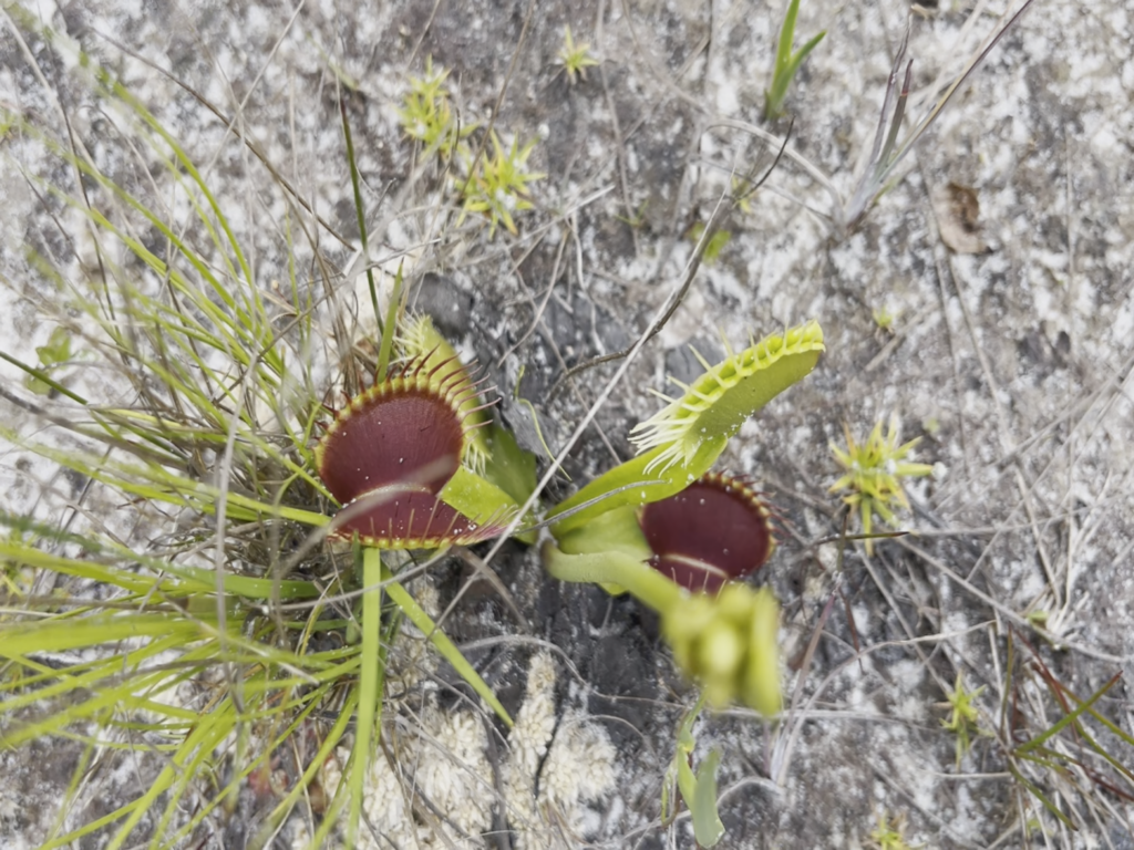Venus Flytrap at Boiling Spring Lakes