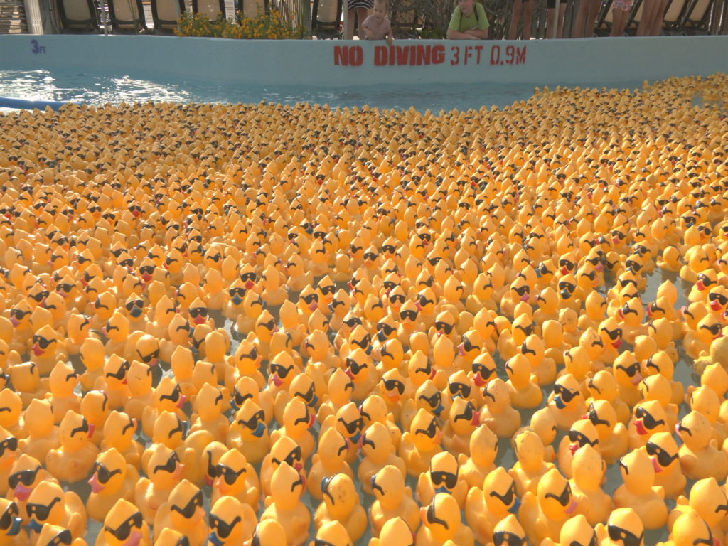 Ducks
