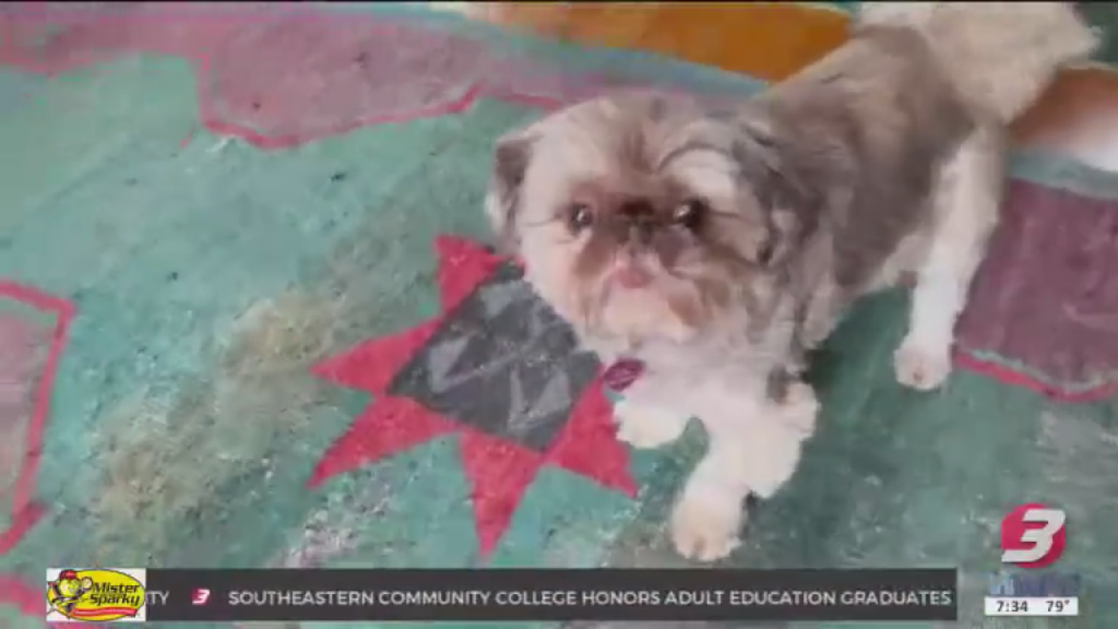 Pet Nutrition Matters: Veterinarians Say Diet Can Improve Pet Health