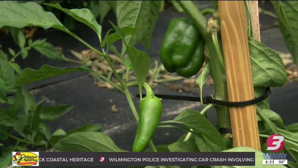 Bell Pepper Growing On Jalapeño Plant Stuns Gardener