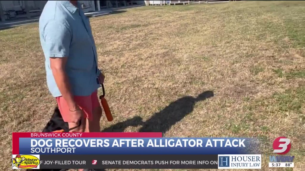 Dog That Survived Alligator Attack Named First Ever Marshal Of Southport Fourth Of July Parade