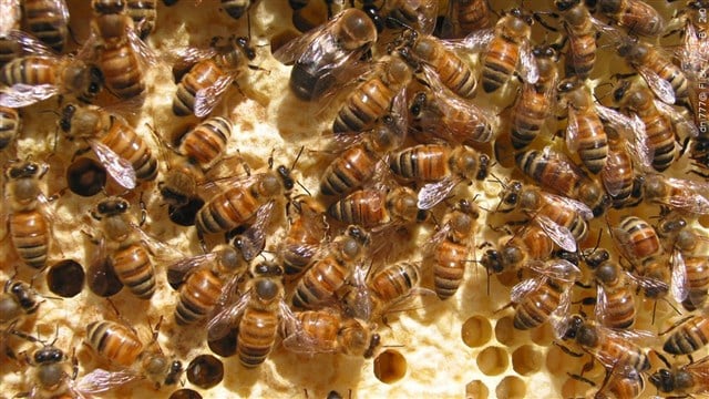 Mgn 640x360 40225p00 Cwdmy