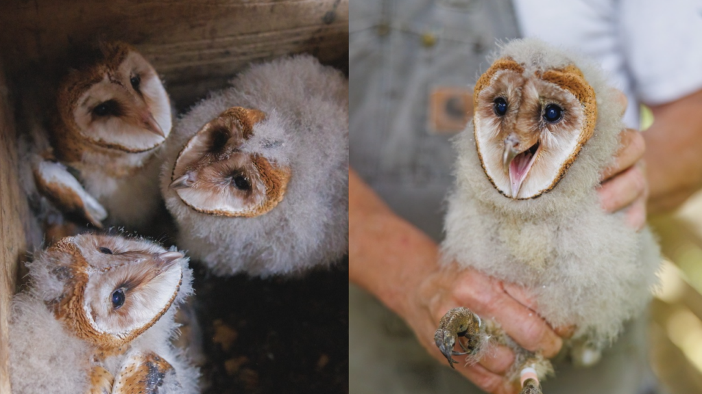 Barn Owls